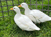 6 week old pair ( drake & duck ) of white call ducks