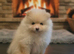 Honey teddy bear