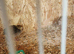 Japanese quail young and adults available