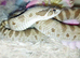 Female conda hognose