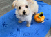 Reduced last Westiepoo Boy