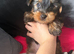 Yorkshire terrier ( BOY )