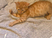 One very cute ginger boy kitten