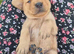 Labrador retriever puppies