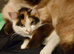 Kittens