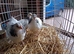 Three lovely female light Sussex bantam 3 months old