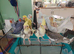 Hand reared baby Ringnecks