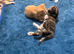 Cute Ginger Kittens Looking for Their Forever Family