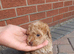Cockapoo puppies