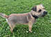 Border Terrier for stud.
