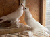 Armaveri White Pigeon Young and adult