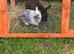 Rabbits