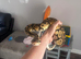 Pastel het clown ball python