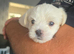 White and Tan Morkies