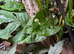 Amazon Milk Frogs