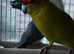 Beautiful Kakriki for sale