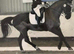 16.1 hh Warmblood Gelding