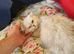 Beautiful Pedigree Chinchilla Persian Kitten.