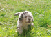 Asian tea cup poodle x small toy