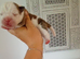 English bulldog cross Staffordshire bull terrier