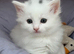 Beautiful kitten (8 Weeks in 26/10/2026)
