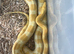 Pair of corn snakes