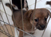 Jack Russell x German spitz x 4 boys