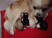 Tri colour male chihuahua puppy thai lines