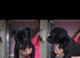 American Bulldog x Staffie x Beagle/Bloodhound Puppies – Both Parents Family Pets