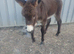 Mum and baby boy pluss gelding