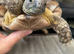 4 year old marginated tortoise