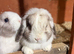 Pure breed mini lop (ADULT) Female
