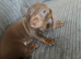 One puppy remaining