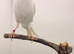 2024 very beautiful Persian canary hen