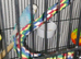 3 budgies with cage