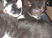 Three black and white kittens