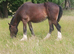 Registered shire filly, 2 years old, lovely natured and shown successfully