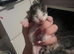 Bsh cross Norwegian forest