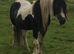 Homozygous Tobiano stallion