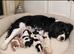 Tricolour pups 1 girl 2 boys still available
