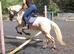 Stunning 14.1hh 6yo cremello WPB gelding