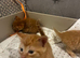 Part maincoon ginger Kittens