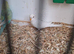 4 beautiful baby budgies
