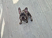 KC Female French Bulldog