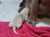 Adorable labrador pups