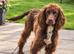 Beautiful liver cocker spaniel looking for a 5* home