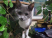 Cat for sale