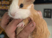 3 x baby guinea pigs for sale £35 each