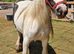 Cob mare