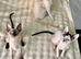 Beautiful Pure Cornish Rex Kittens &ndash; Ready for Loving Homes